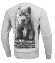 Pit Bull Bluza Mugshot Crewneck Grey Melange 